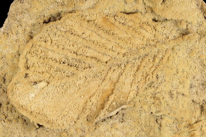 D Fossil Leaf Preserved In Travertine - Austria #113073